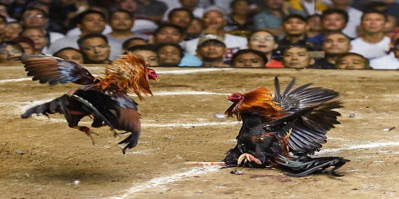 Đá gà trực tuyến Thomo Bongvip - Sân chơi chiến kê kịch tính